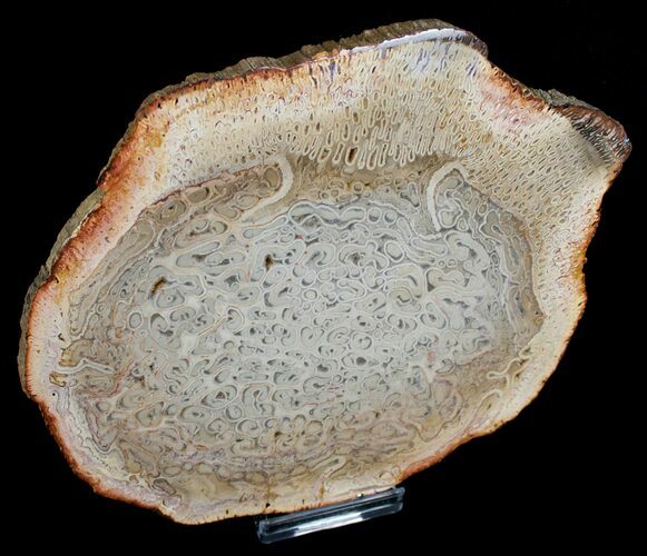 Grade A Petrified Tree Fern Slab (Tietea) - #6278